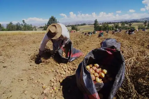 El gerente general del Gobierno Regional de Moquegua, Víctor Manzur Suárez, sostuvo que la gestión del gobernador Zenón Cuevas está priorizando el sector agropecuario por ser la actividad económica que genera más puestos de trabajo. ANDINA/Difusión