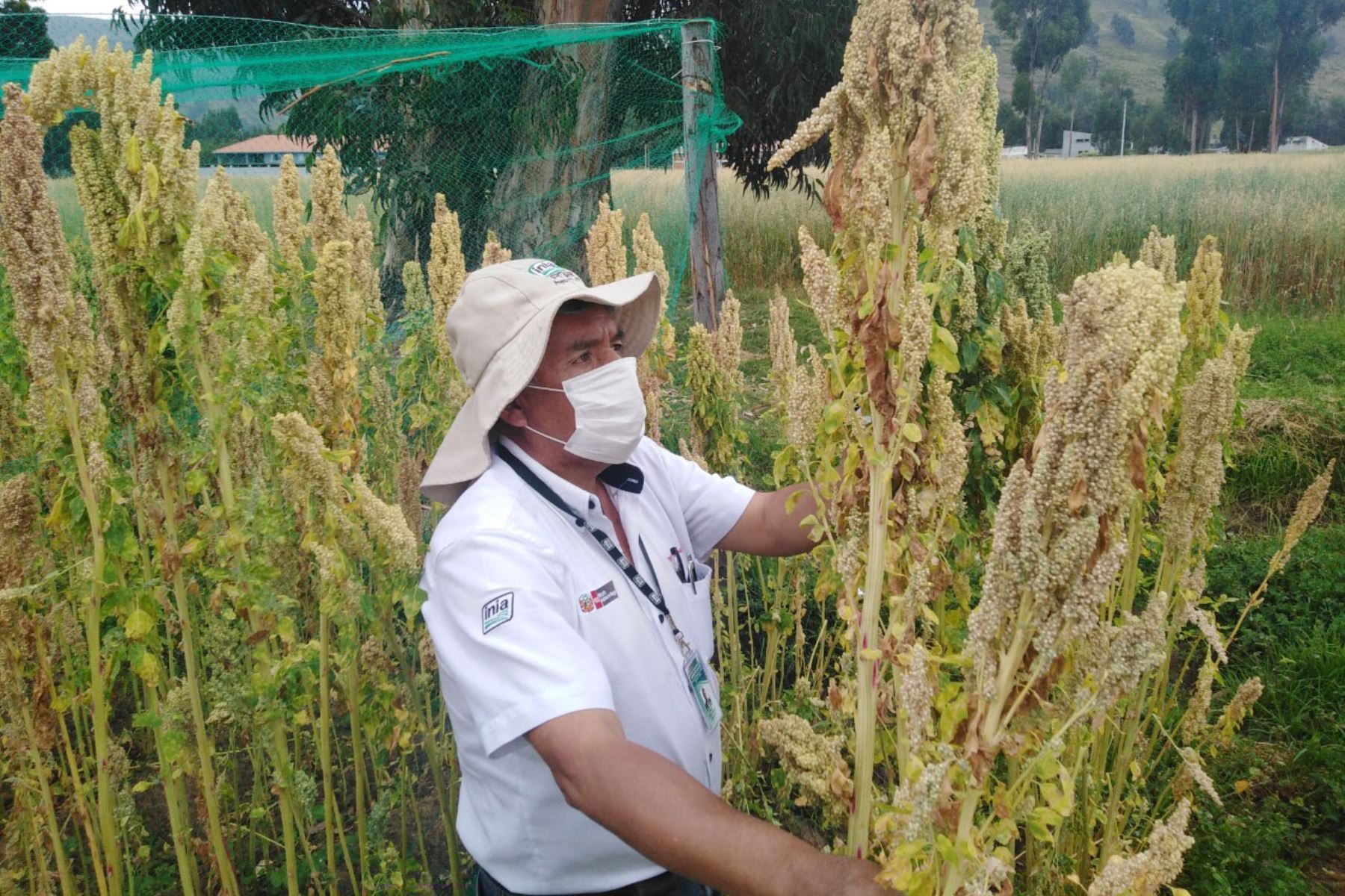 Esta es la nueva variedad de quinua con alto valor nutricional y calidad genética desarrollada por el INIA en la región Junín. Foto: ANDINA/Difusión