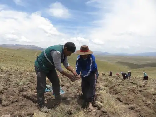 Especialistas del Senasa enseñan a agricultores buenas prácticas de producción para obtener papas con alto valor.