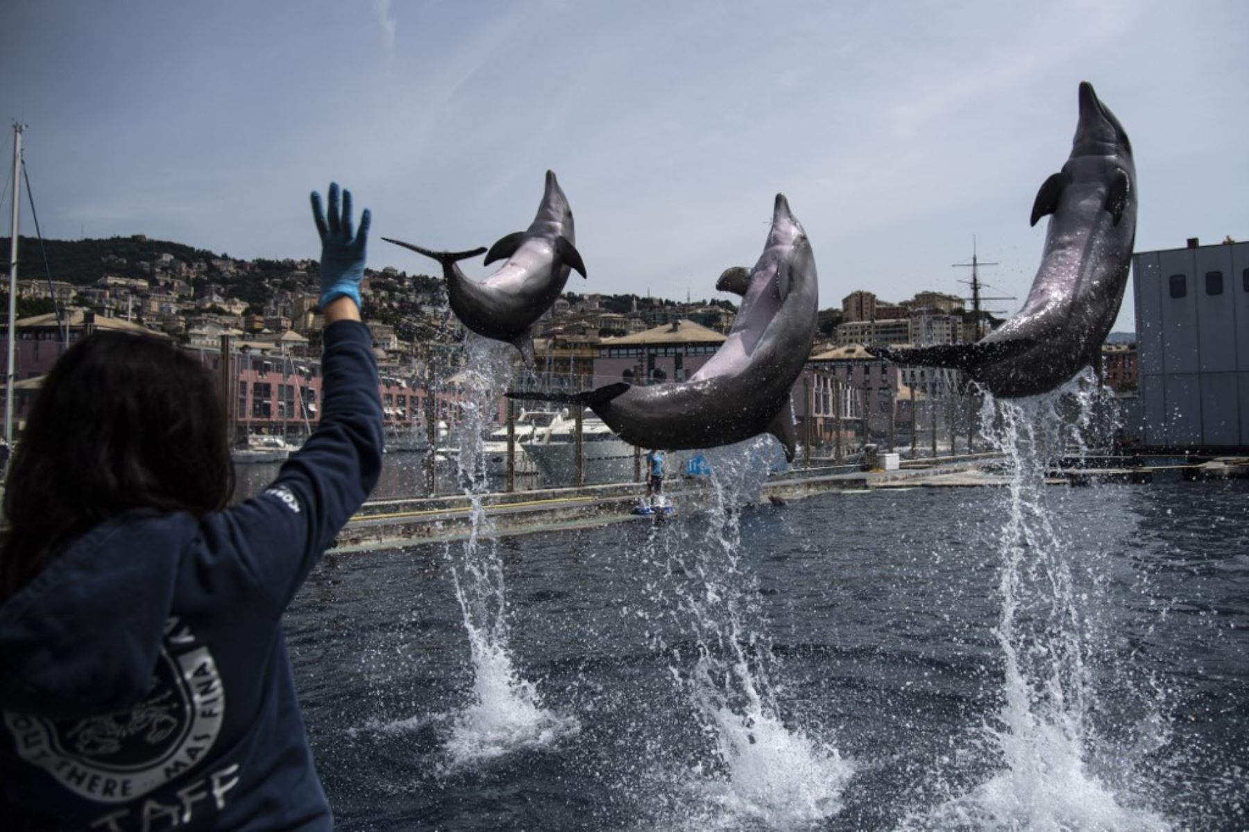 Los delfines actúan durante la práctica en el Acuario de Génova, Liguria, ya que el país alivia su bloqueo después de más de dos meses, con el objetivo de frenar la propagación de la infección por COVID-19. Foto: AFP