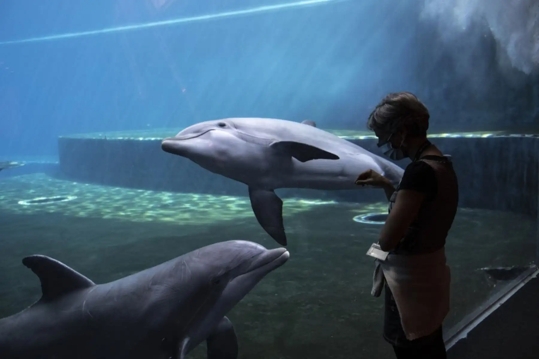 Una mujer con una máscara facial observa a los delfines nadar en el Acuario de Génova. Foto: AFP
