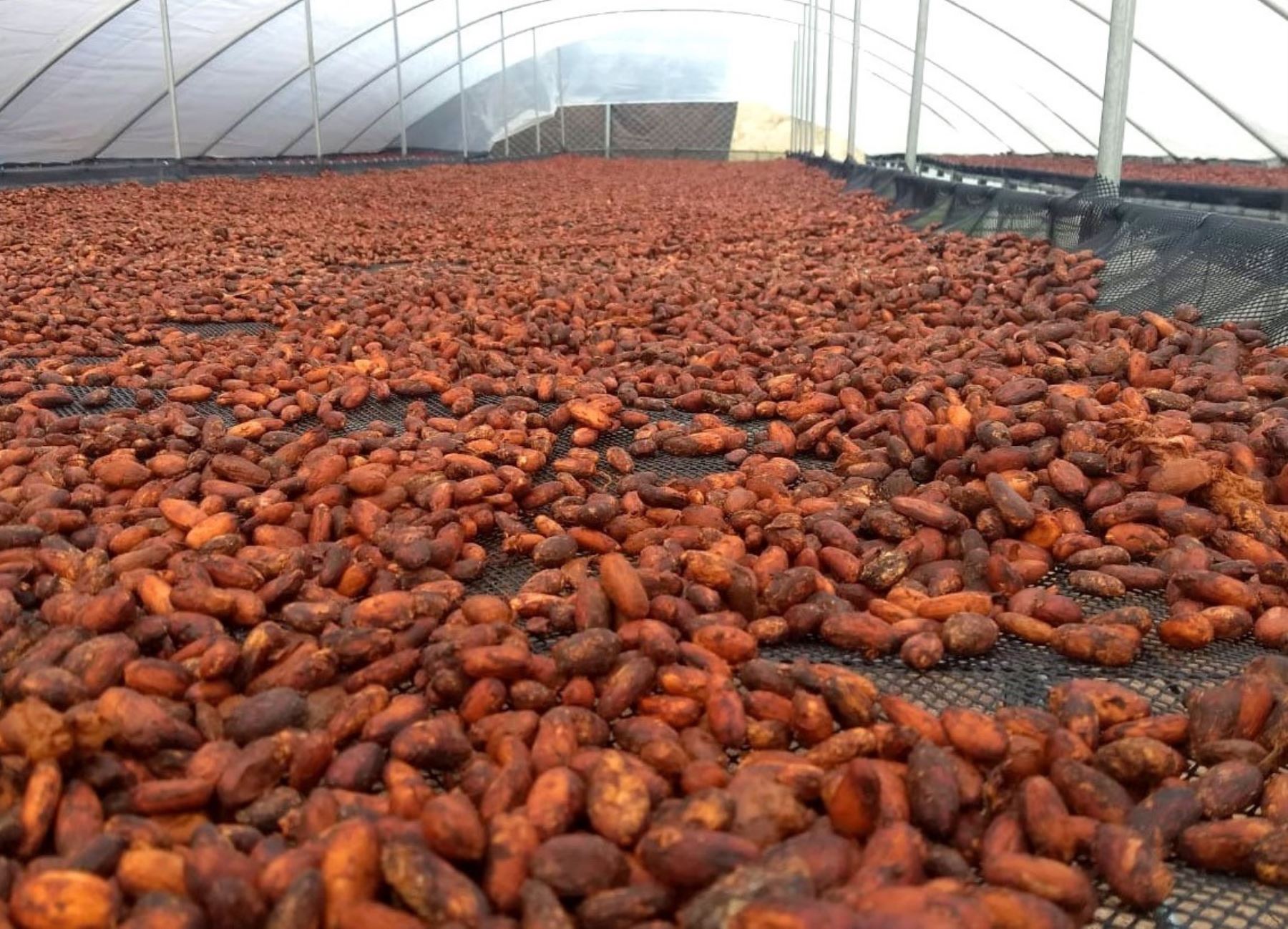 Productores indígenas de Satipo celebran la venta de 15 toneladas de cacao y obtuvieron ingresos por cerca de S/ 130,000 soles. ANDINA/Difusión