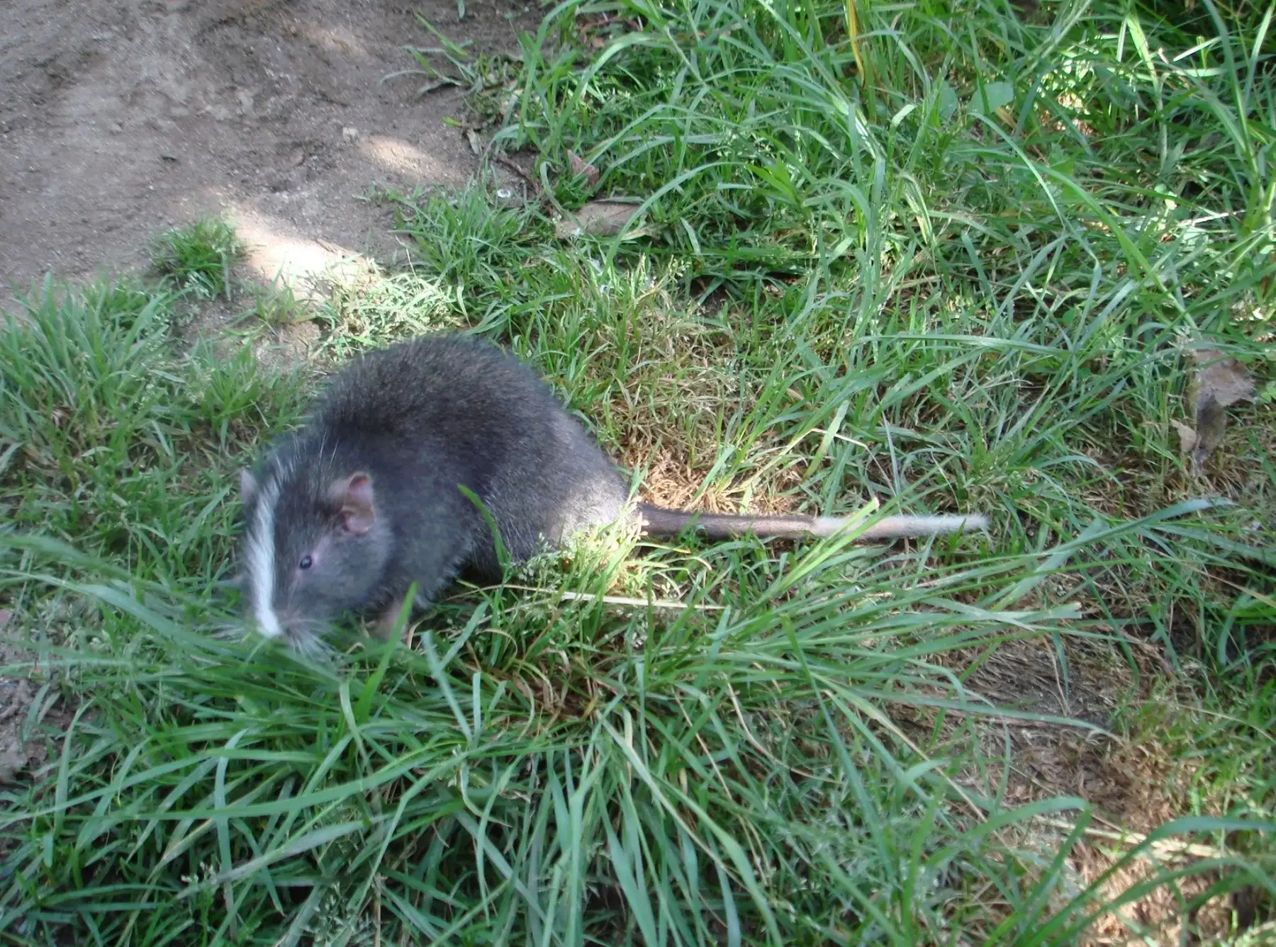 Sernanp reportó el avistamiento de un ejemplar de rata chinchilla arborícola en el Santuario Machu Picchu. La especie se creía extinta y su único registro anterior ocurrió en 2009. ANDINA/Difusión