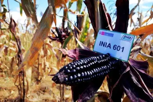 Maíz morado INIA 601, ganador del segundo premio en el concurso nacional Caral 2020 organizado por el Ministerio de Agricultura y Riego (Minagri). ANDINA/Difusión