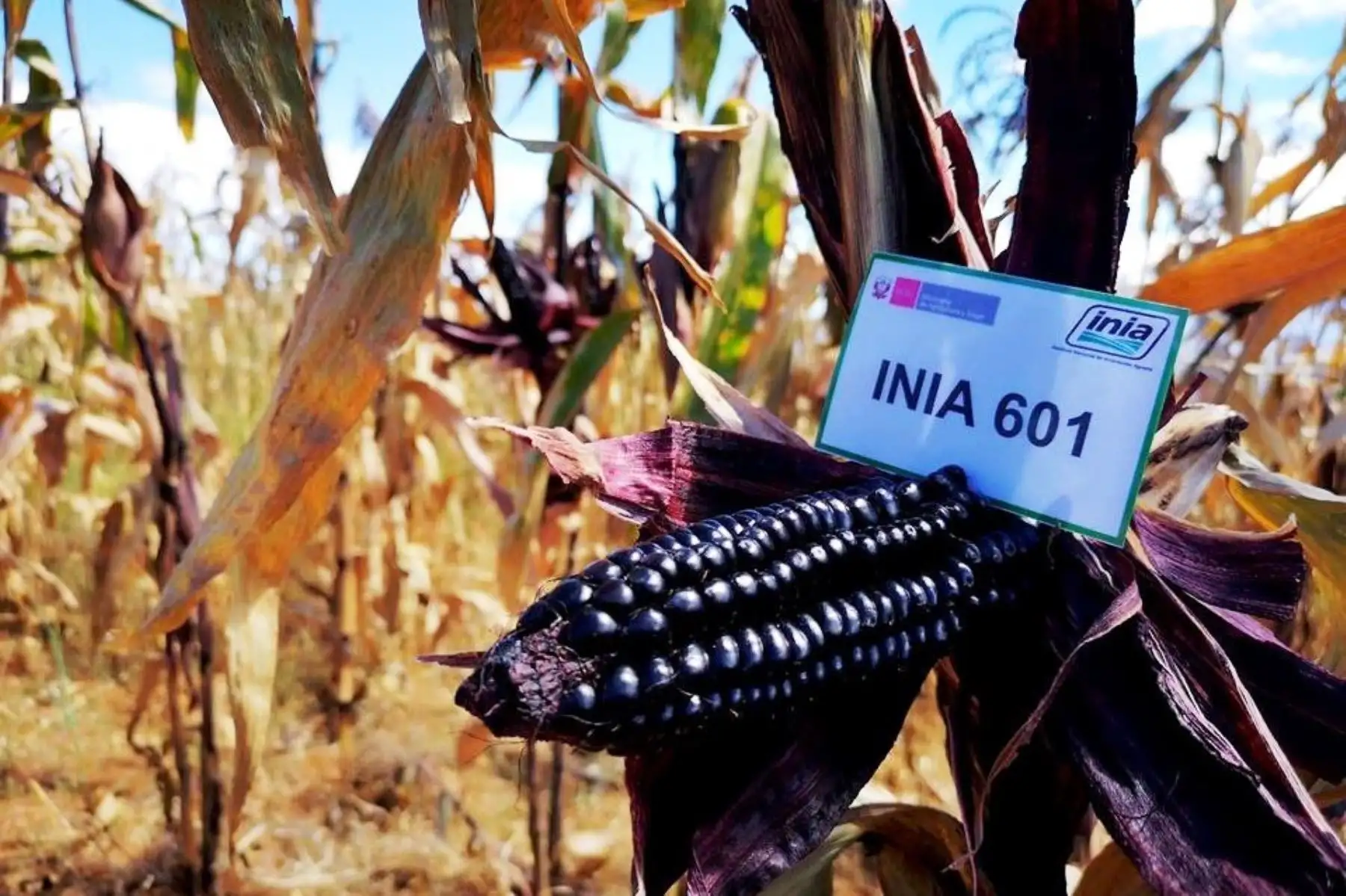 Maíz morado INIA 601, ganador del segundo premio en el concurso nacional Caral 2020 organizado por el Ministerio de Agricultura y Riego (Minagri). ANDINA/Difusión