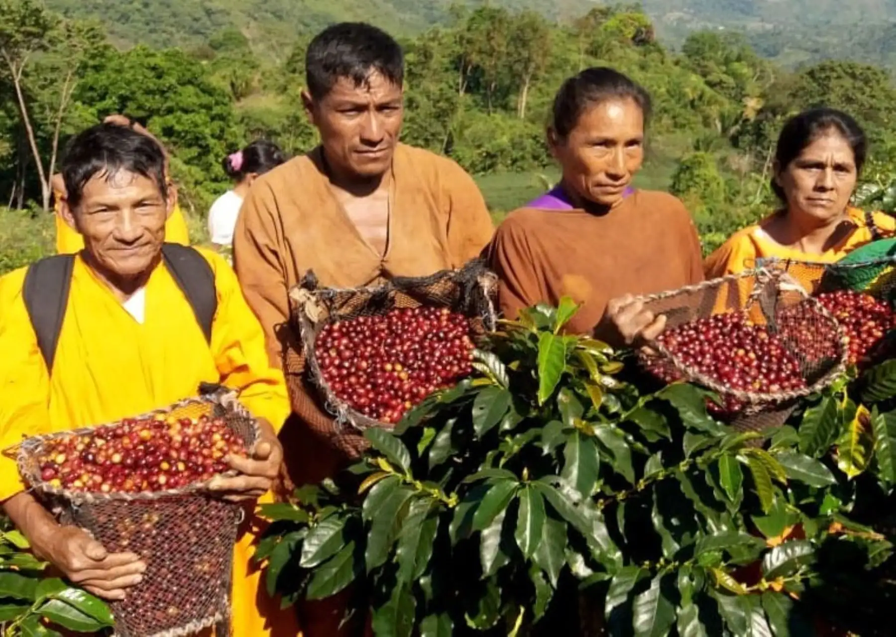La inversión para mejorar la producción de cafés especiales en el distrito de Pangoa favorecerá también a la población indígena que se dedica a este cultivo. ANDINA/Difusión