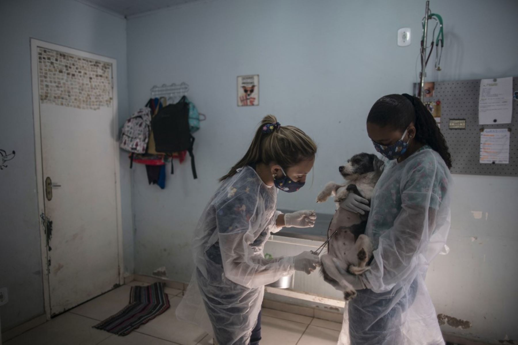 Veterinarios revisan a un perro antes de llevarlo a su nuevo hogar en el Refugio Público de Animales del barrio de Guaratiba, en Río de Janeiro, Brasil. Foto: AFP
