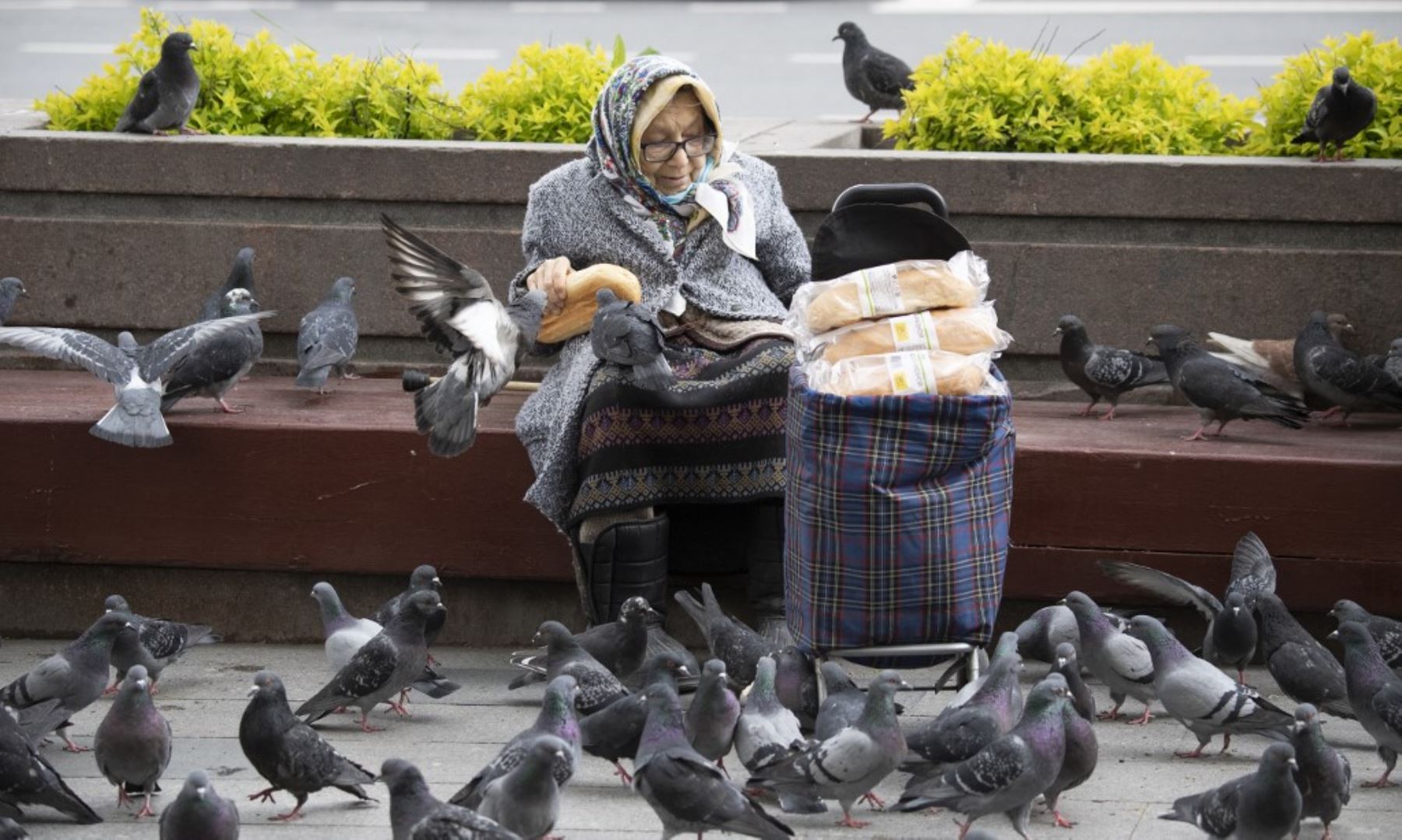 Una mujer alimenta a las palomas con pan caducado obtenido de una panadería en el centro de Moscú. Foto: AFP