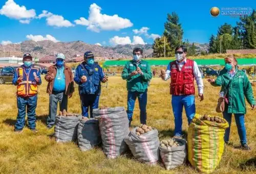 El alcalde de San Sebastián, Mario Loayza, su cuerpo de regidores, junto al prefecto regional Julio Hancco y en presencia de representantes del Ministerio de Agricultura, realizó la compra de una tonelada de papa a los campesinos de la zona, como una manera efectiva de apoyarlos en esta emergencia sanitaria nacional debido a la pandemia del covid-19.