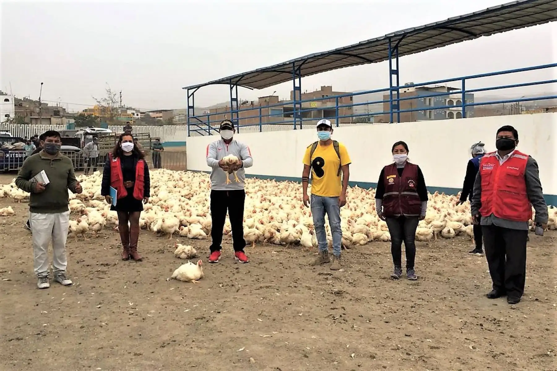 Donación de pollos en favor de familias vulnerables ante el covid-19 en el distrito de Pachacámac.
