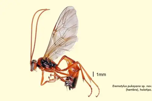 Científicos descubren nueva especie de avispa parasitoide en el Perú. Foto: ANDINA/Difusión.