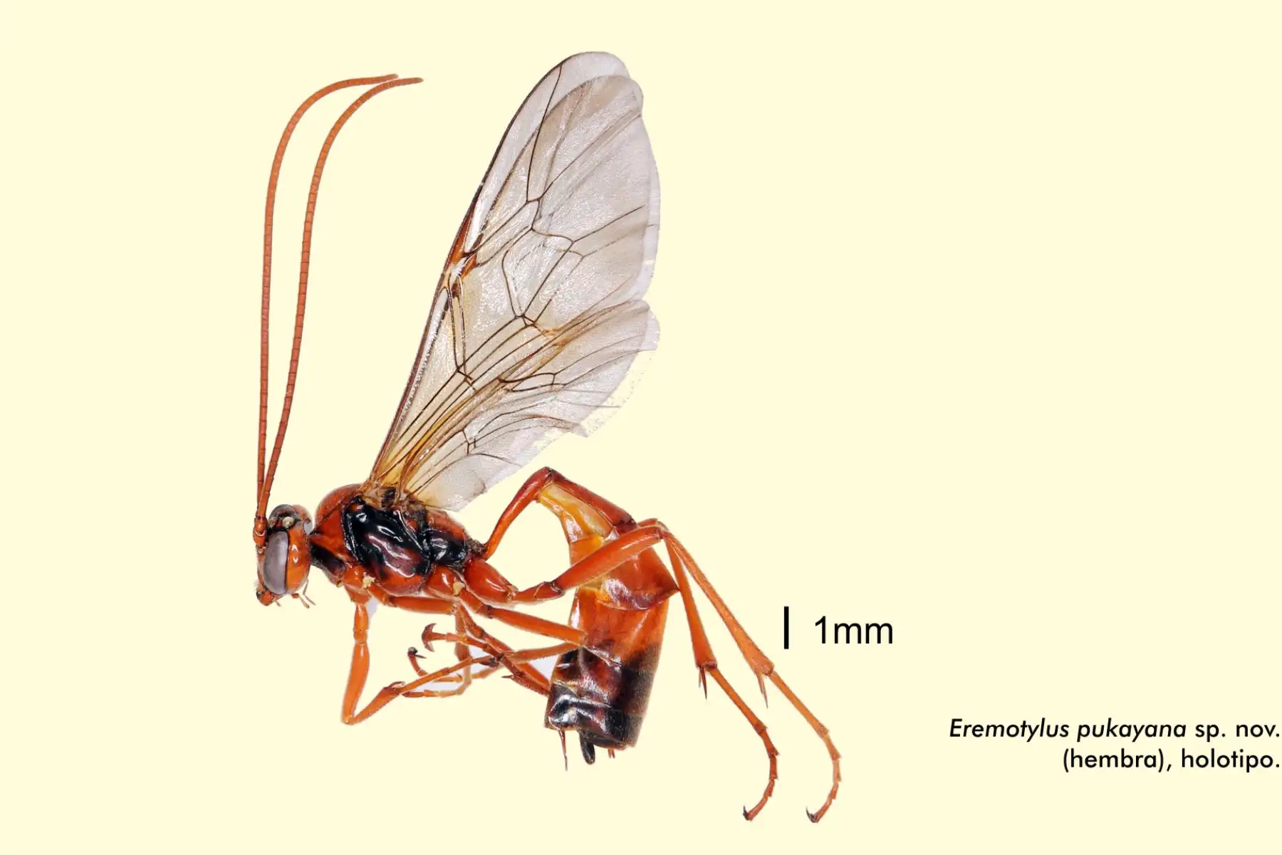 Científicos descubren nueva especie de avispa parasitoide en el Perú. Foto: ANDINA/Difusión.