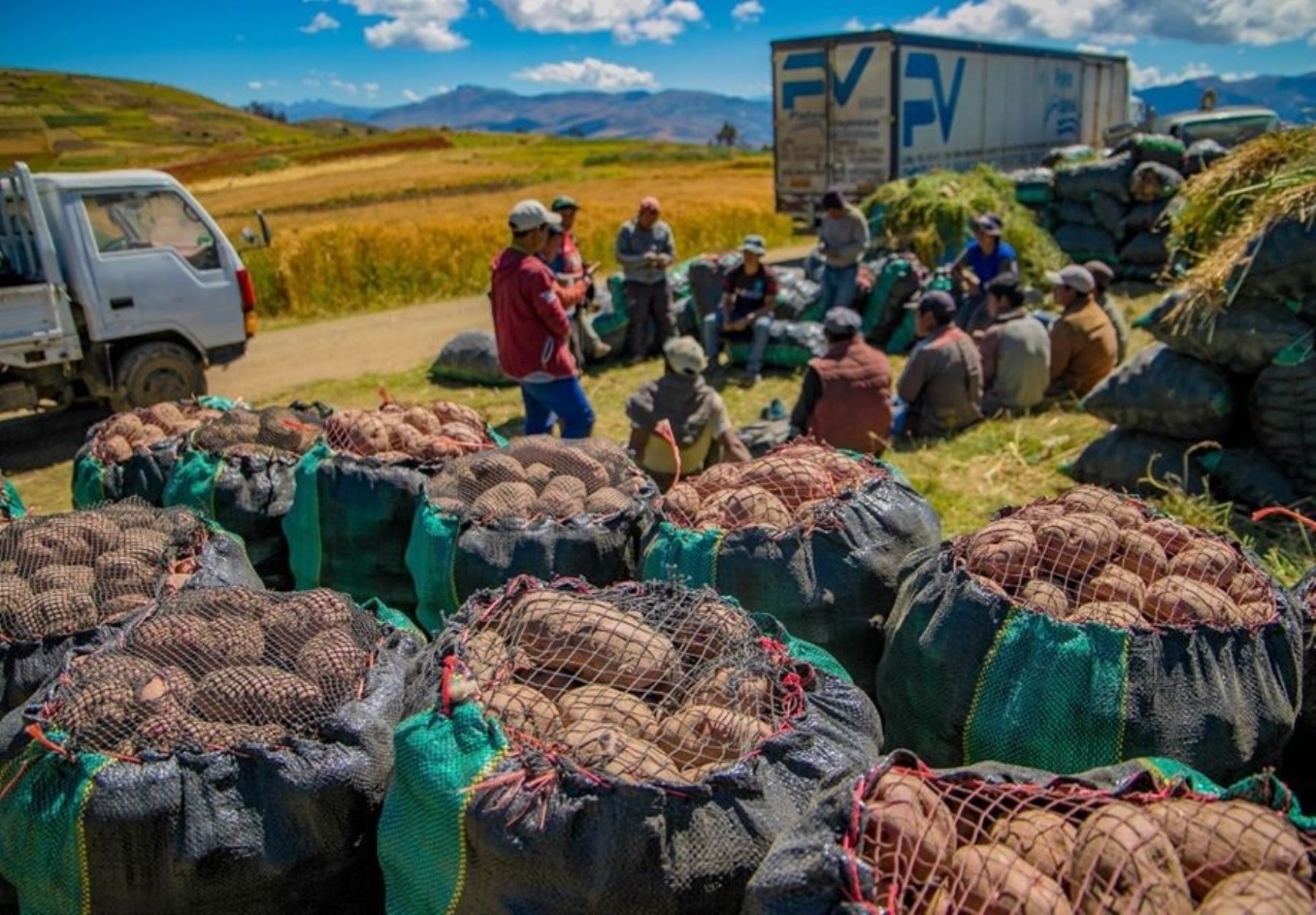 Agricultores del distrito de San Jerónimo, en Apurímac, envían 120 toneladas de papa a mercados de Lima, gracias al apoyo del Minagri. ANDINA/Difusión