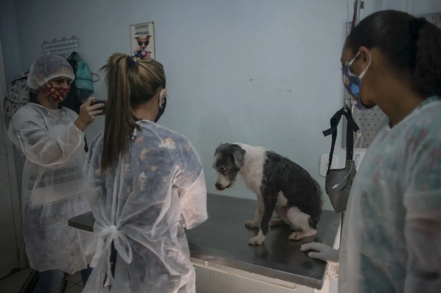 Los veterinarios toman una foto mientras revisan a un perro antes de llevarlo a su nuevo hogar en el Refugio Público de Animales del barrio de Guaratiba, en Río de Janeiro, Brasil. Foto: AFP