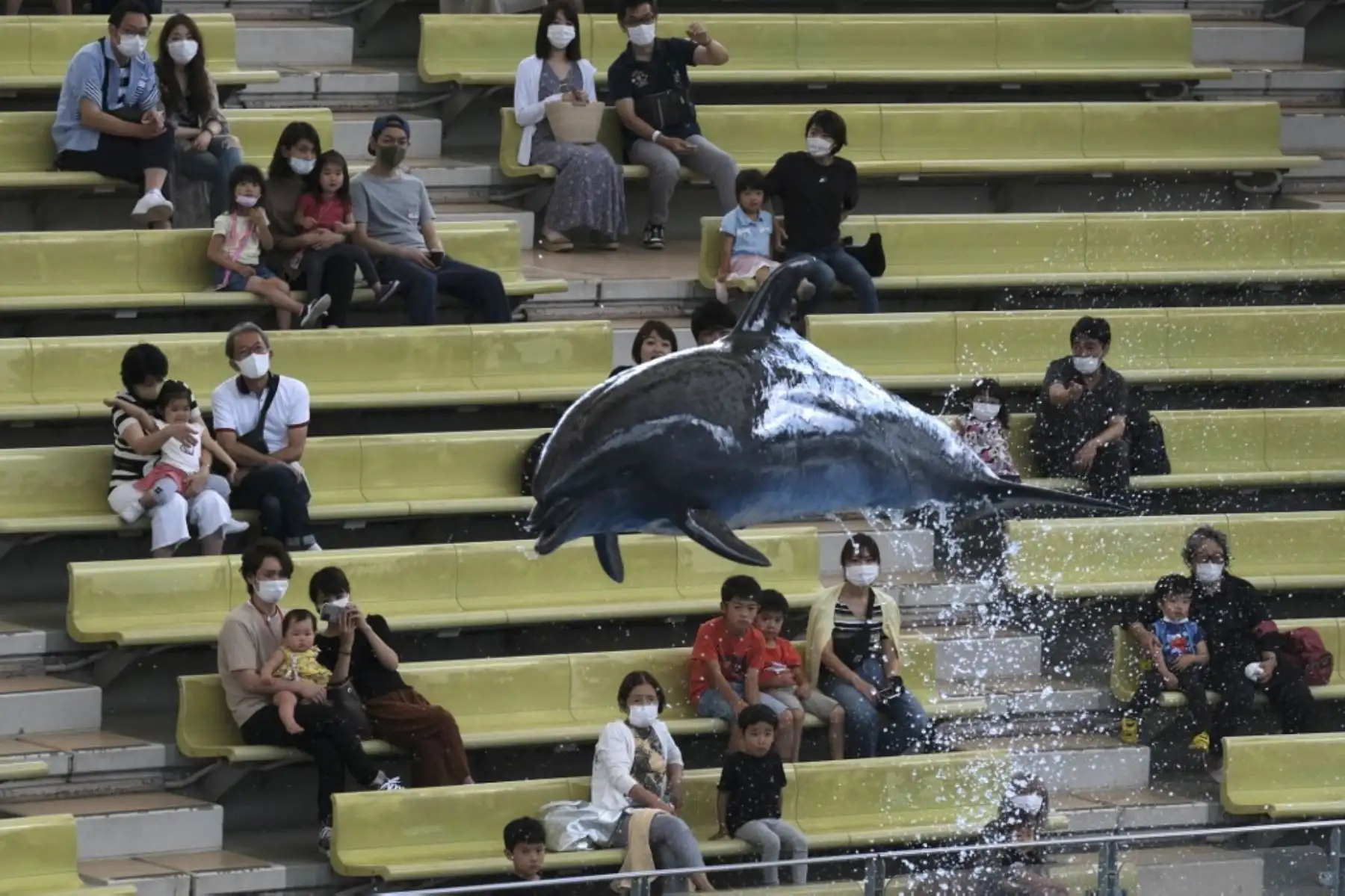 Los visitantes miran un espectáculo de delfines en el parque temático Hakkeijima Sea Paradise, que fue reabierto después de aproximadamente dos meses, en Yokohama. Foto: AFP