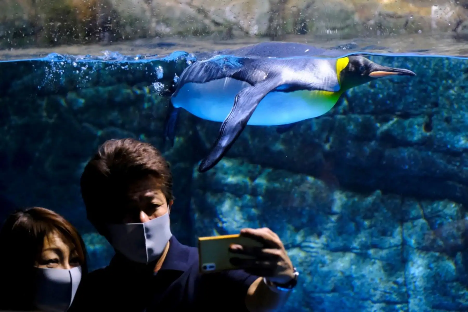 Los visitantes toman una foto con un pingüino nadando en el acuario del parque temático Hakkeijima Sea Paradise en Yokohama, que fue reabierto el 1 de junio después de aproximadamente 2 meses de cierre. Foto: AFP