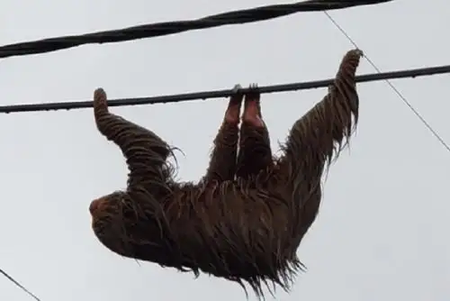 Los perezosos hacen casi todas sus actividades (comer, dormir, aparearse y parir) colgados de las ramas de los árboles, razón por la cual es difícil encontrarlos.