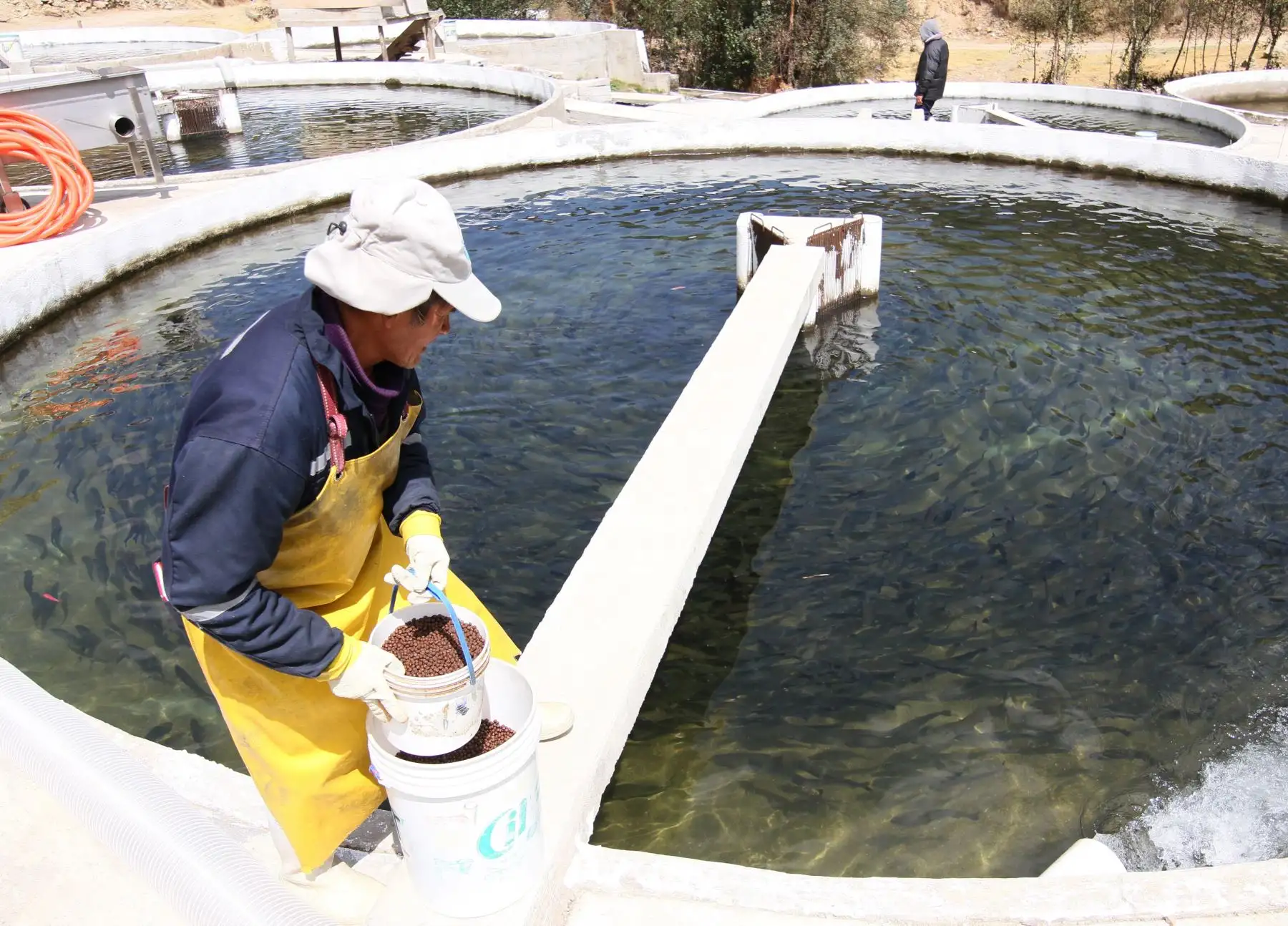 Sanipes elabora protocolo sanitario para prevenir enfermedades en los peces y con medida busca potenciar el sector acuícola. ANDINA/Difusión