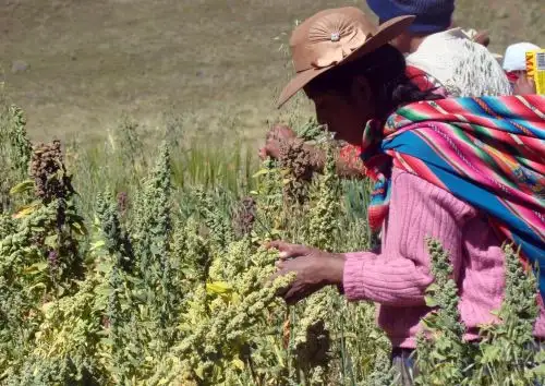 En el Día Mundial del Medio Ambiente, el Instituto Nacional de Innovación Agraria ratifica compromiso de proteger 1,500 variedades de cultivos nativos.