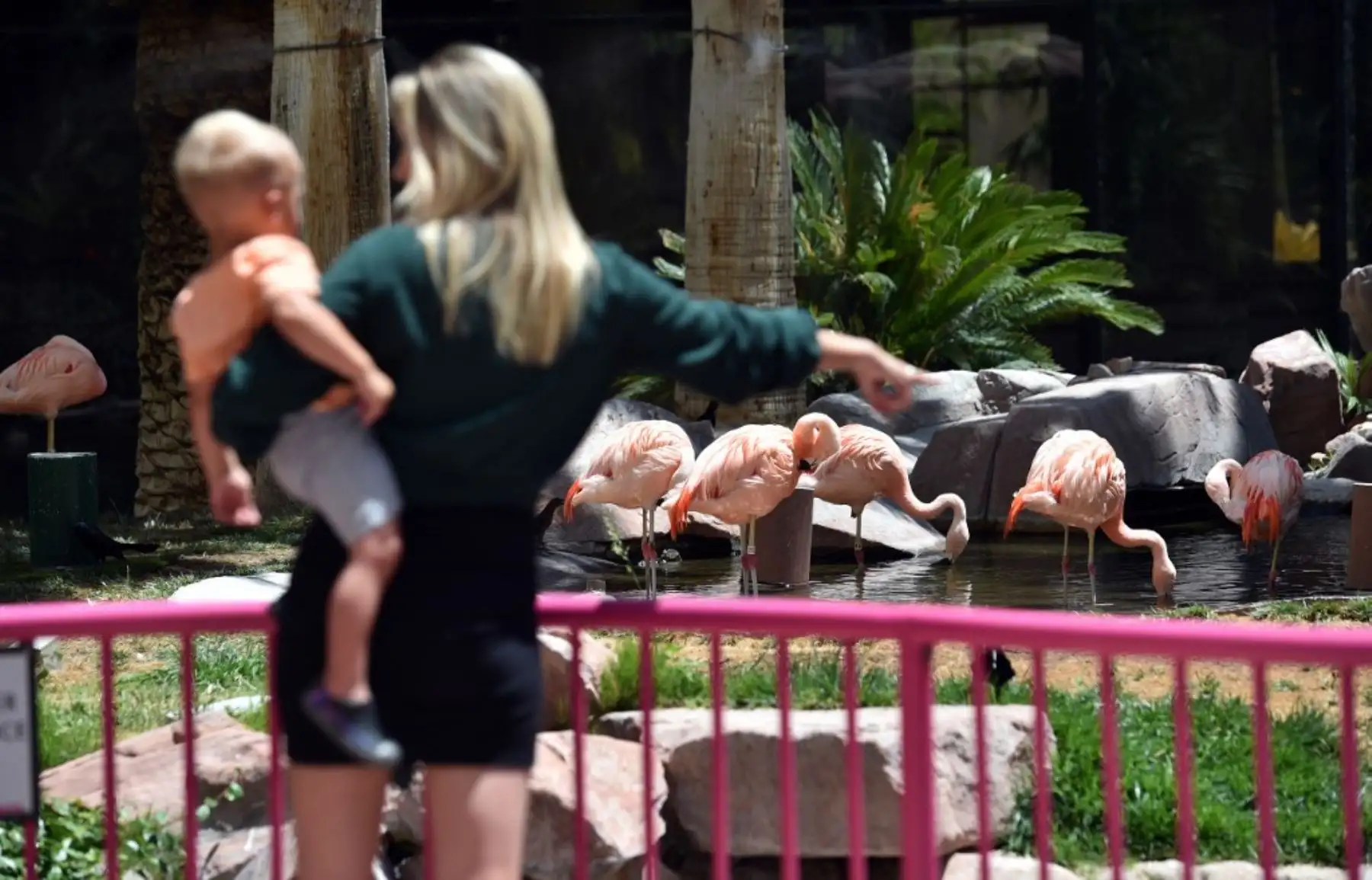 Marissa Kynaston de Nevada muestra a su hijo los flamencos en el Wildlife Habitat en Flamingo, Las Vegas. Foto: AFP