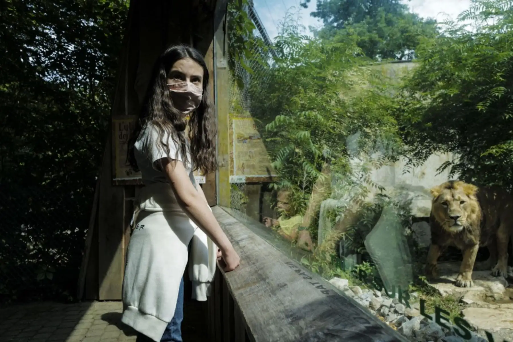 Un niño con una máscara protectora mira a un león asiático en el zoológico de Mulhouse, en el este de Francia. Foto: AFP