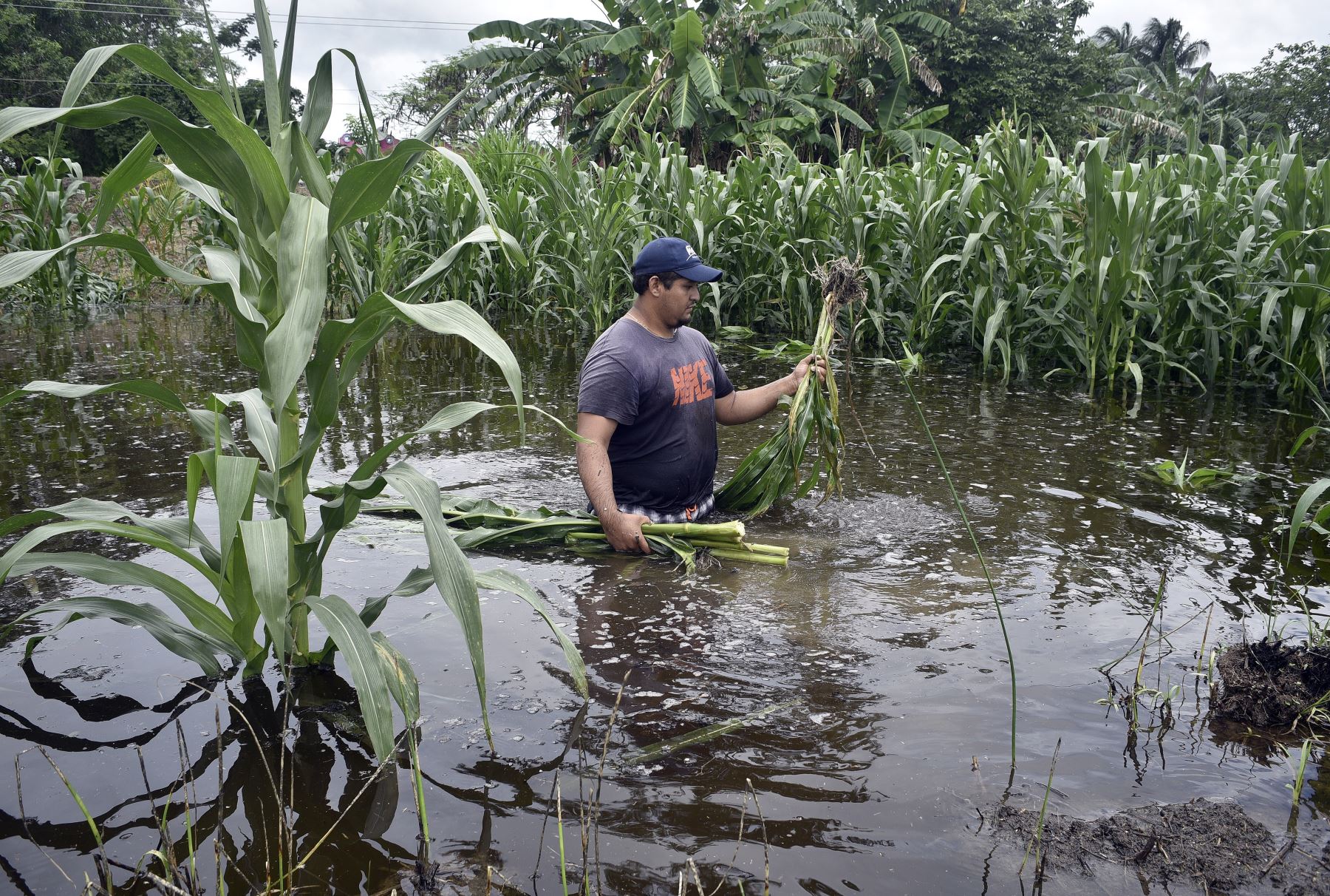 Un campesino revisa su cosecha de maíz inundada, este jueves en la ciudad de Villahermosa, en el estado de Tabasco(México). Foto: EFE