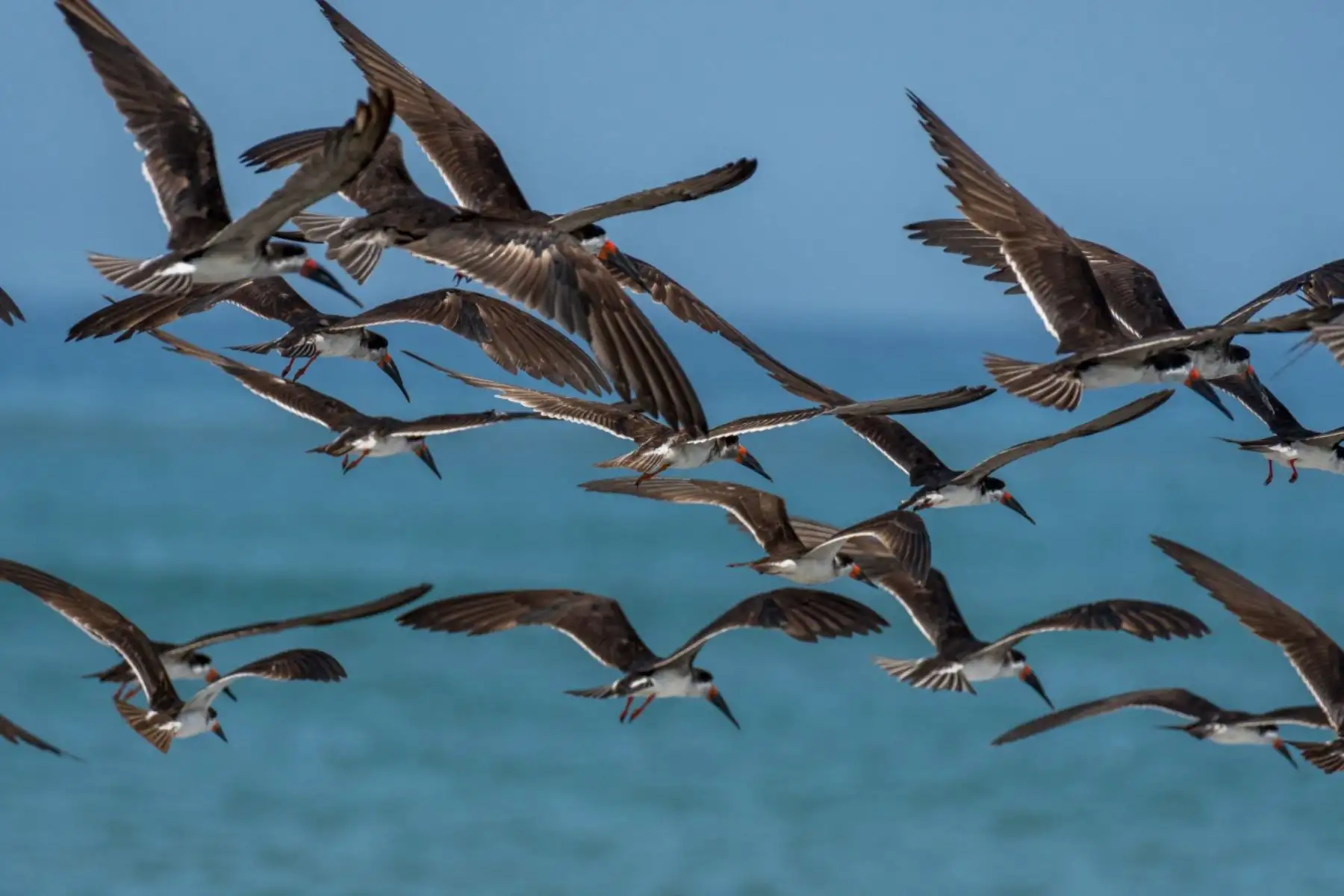 En el Día Mundial de los Océanos que se conmemora cada 08 de junio, recordamos que el mar peruano es uno de los más ricos del mundo y genera en promedio 250 mil empleos y $ 3200 millones de dólares anuales. Foto: Cortesía/ Andre Baertschi