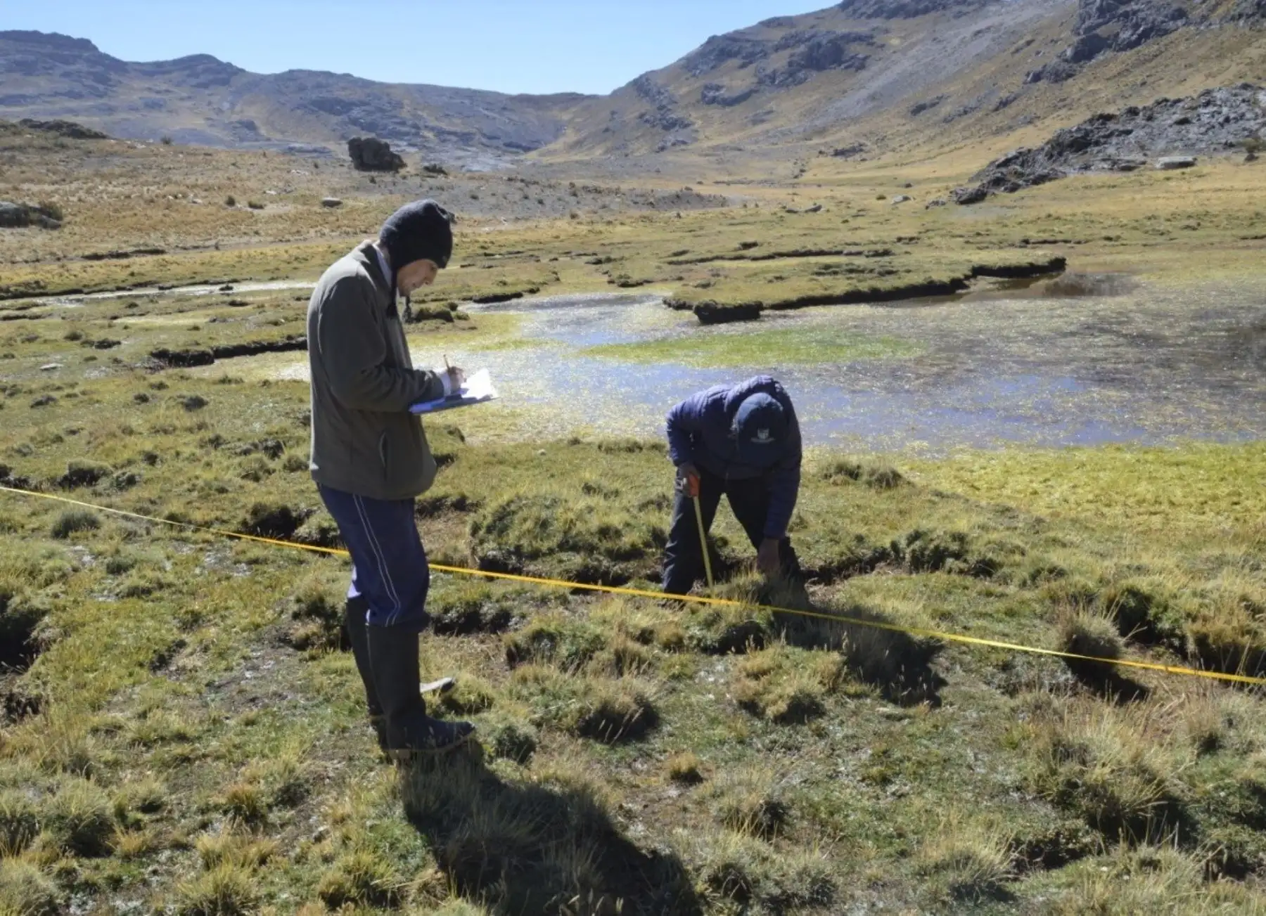 Una investigación científica descubrió en Áncash que plantas nativas altoandinas ayudan a regenerar suelos contaminados por el ácido de roca que se generan por el retroceso de los glaciares. ANDINA/Difusión