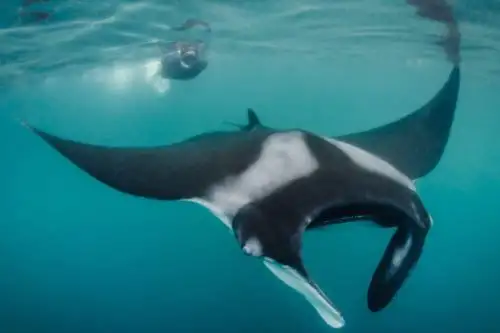 Perú posee uno de los mares más ricos en recursos hidrobiológicos del planeta. Este ecosistema único se debe a la confluencia de las corrientes Peruana o de Humboldt y la de El Niño, que generan condiciones óptimas para el desarrollo de una gran biodiversidad de especies marinas.  ANDINA/Difusión