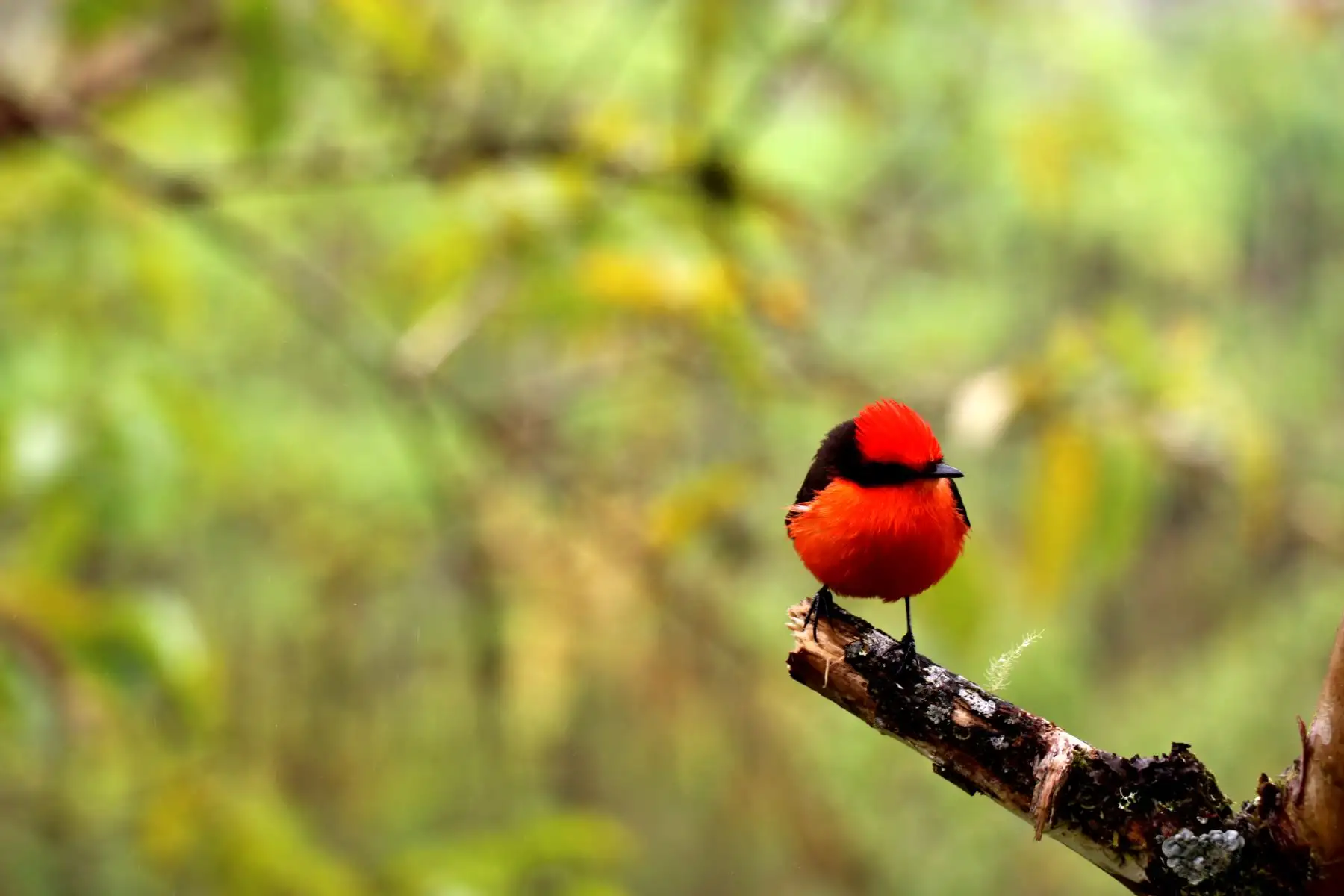 El pájaro brujo es una especie que está en peligro de extinción debido al número bajo de individuos que hay en su territorio. Foto: AFP