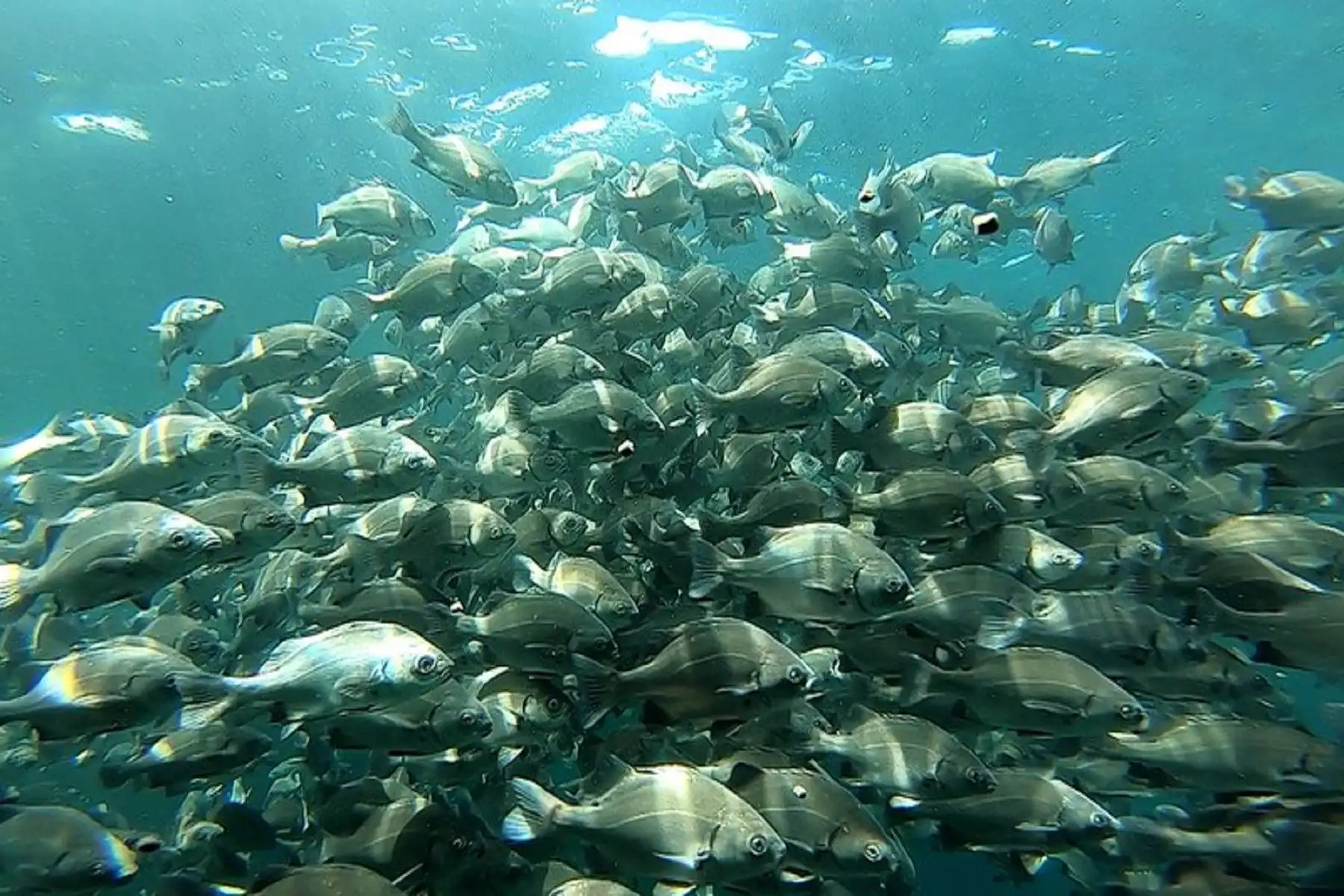 Chitas en jaula flotante.