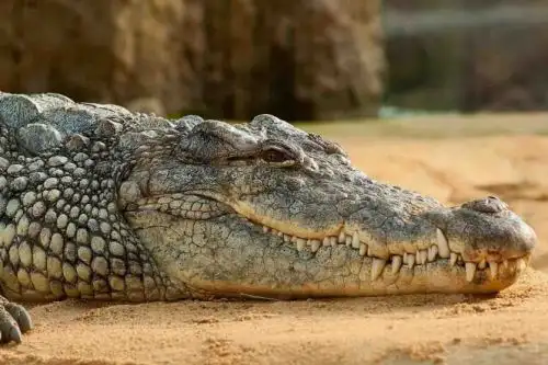 Una forma de caminar "parecida a la de los dinosaurios, pero las huellas no son de dinosaurios", dice el científico. Foto: AFP