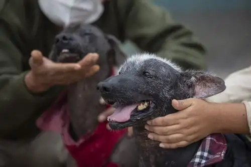 Perro peruano sin pelo, símbolo de identidad nacional