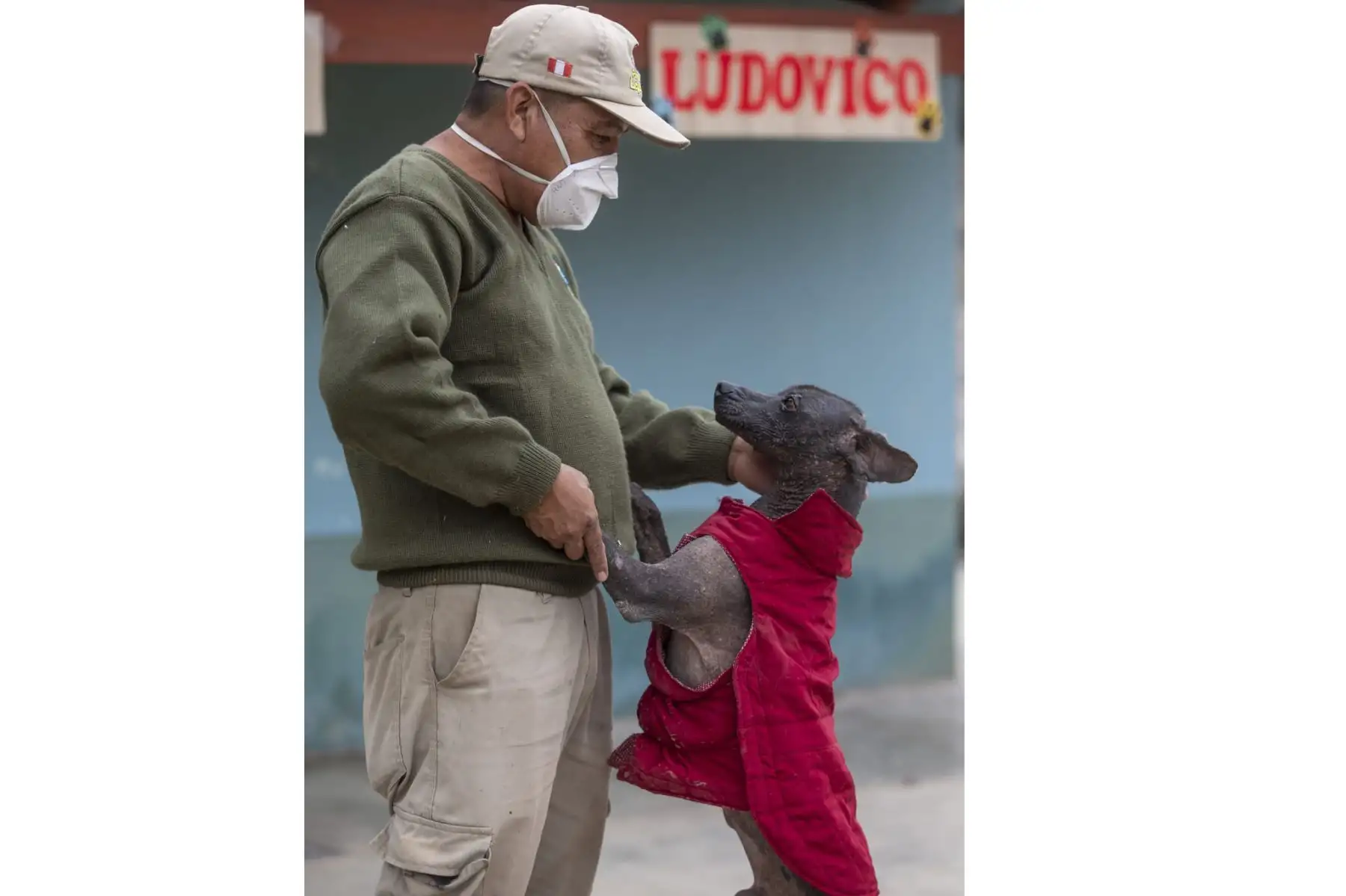 Mucho antes de convertirse en un símbolo del Perú, el perro sin pelo ya acompañaba a las antiguas culturas prehispánicas. Representado en huacos y cerámicas de las culturas Mochica, Chimú, Chancay y Vicús, este singular can logró sobrevivir al paso del tiempo hasta ser reconocido como raza oriunda del Perú y Patrimonio Cultural de la Nación. Foto: ANDINA