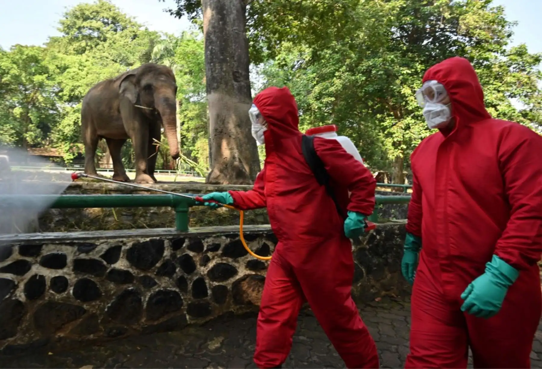 Los bomberos indonesios rocían desinfectante junto a los elefantes del zoológico de Ragunan antes de su reapertura en Yakarta. Foto: AFP