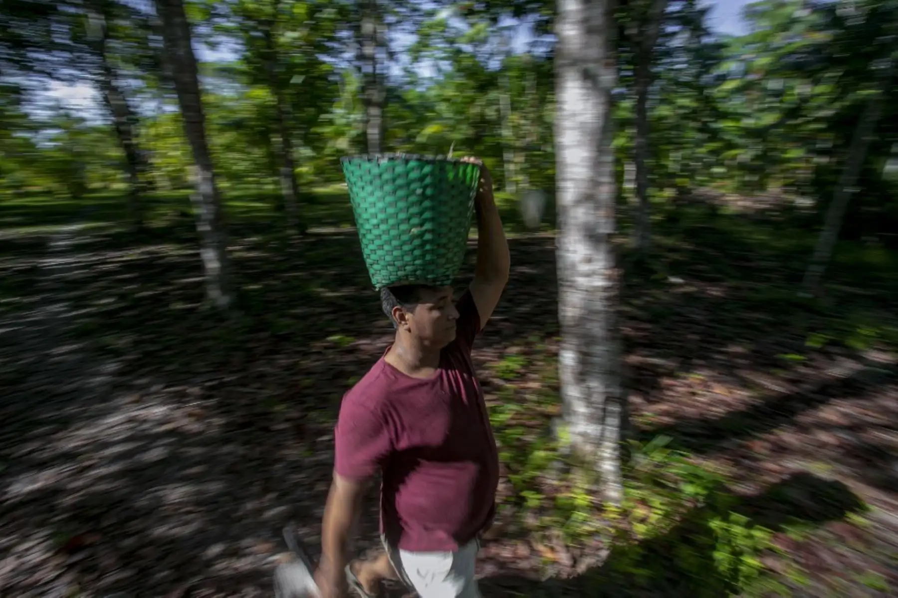 Manoel Moreira, de 40 años, que ha estado cosechando bayas de acai desde su infancia, lleva en junio una canasta llena de bayas para venderlas a los comerciantes, mientras camina en la selva cerca de Melgaco. Foto: AFP