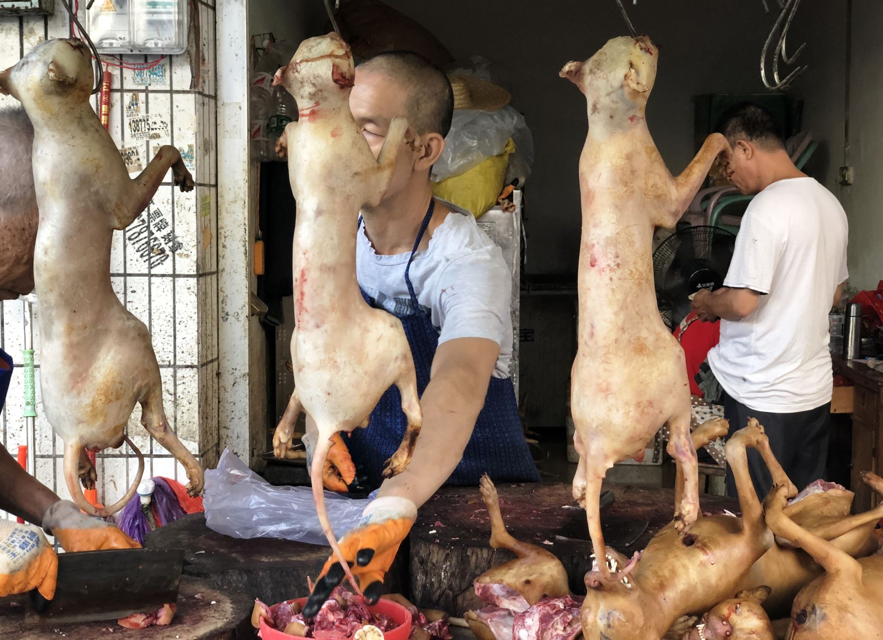 La fiesta de Yulín es "inhumana y bárbara", afirman los defensores de los animales. Foto: AFP