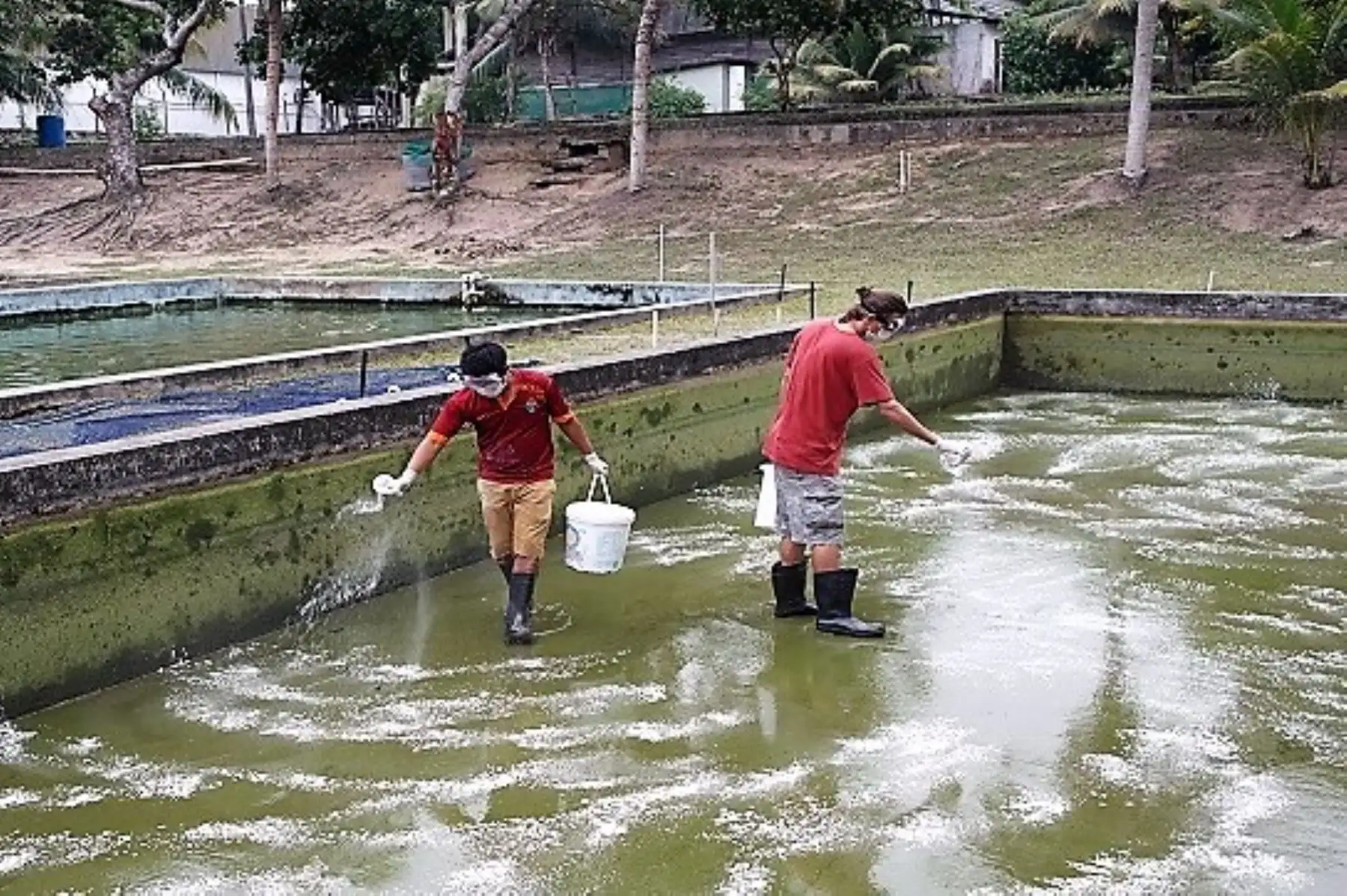 El Ministerio de la Producción anunció que se potenciará el CITE pesquero de Ucayali para promover actividad acuícola en esa región. ANDINA/Difusión