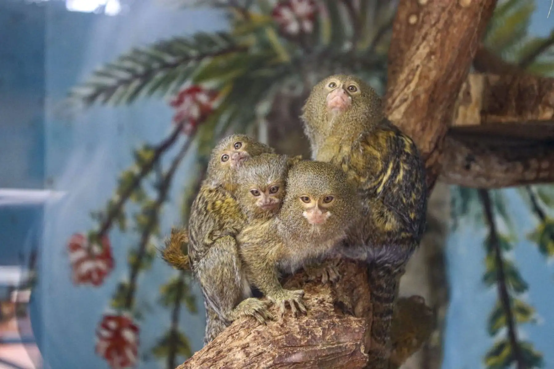 El Parque de Las Leyendas celebrará de manera virtual la Fiesta de San Juan con la exhibición de los animales amazónicos que viven en su recinto.ANDINA/Municipalidad de Lima