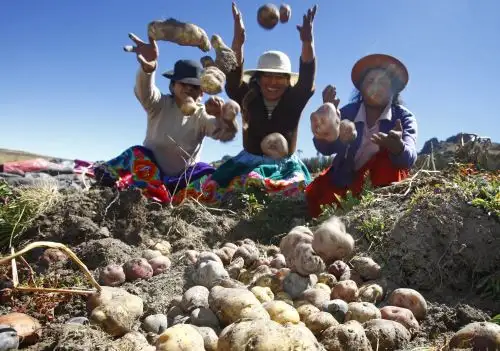 La papa es uno de los productos ancestrales de Perú, un gran aporte de los agricultores peruanos al mundo que recordamos en el Día del Campesino.