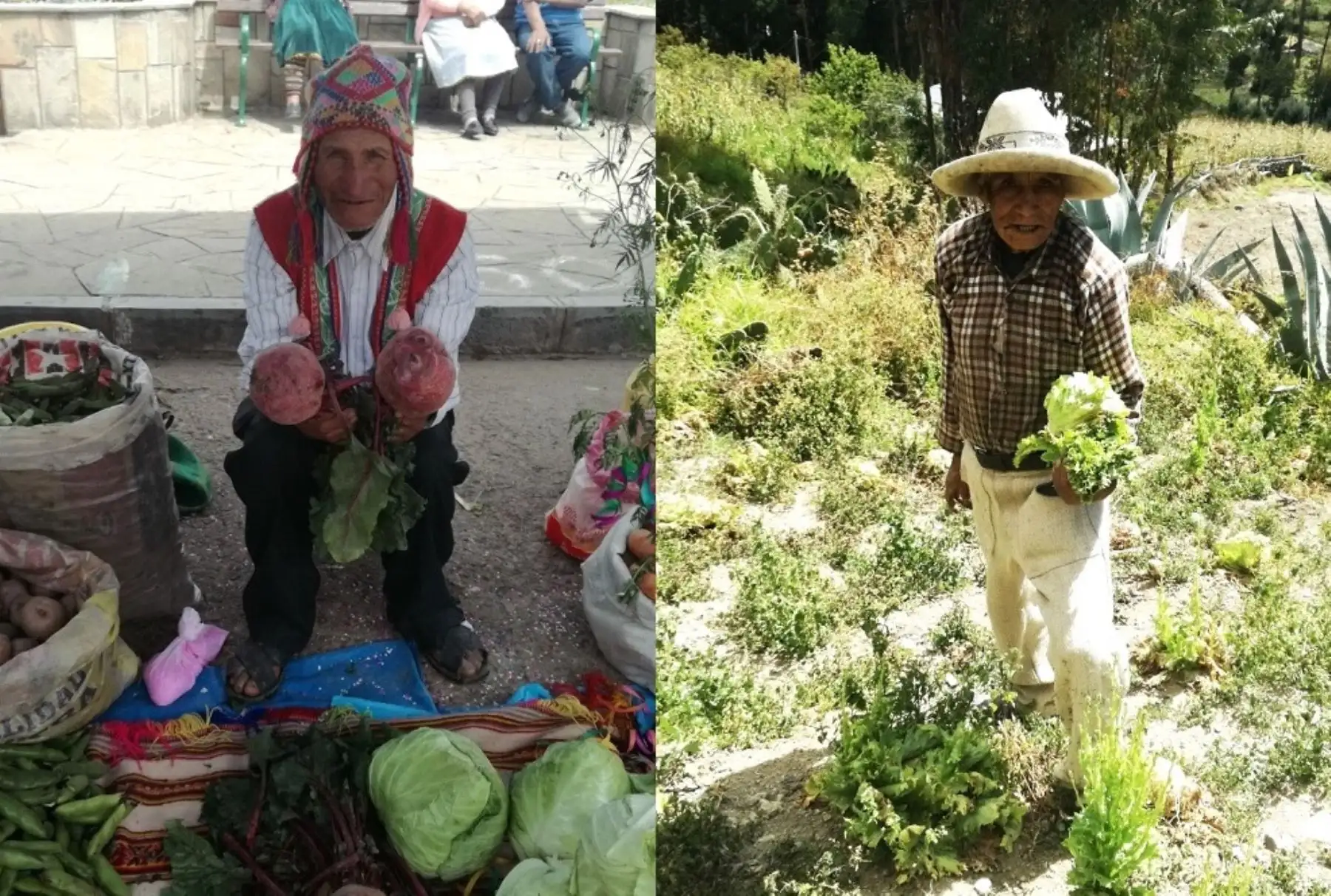 Conoce las historias de don Julián y don Alejandro, dos sabios agricultores que transmiten sus conocimientos a través de iniciativa Saberes Productivos de Pensión 65. ANDINA/Difusión