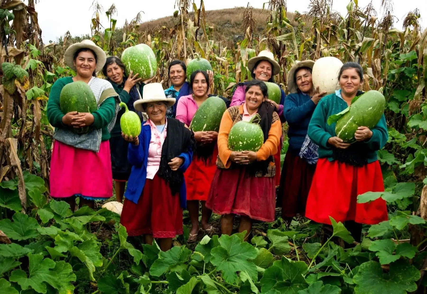 Más de 45,000 productores apuestan por la innovación agraria y se benefician con los proyectos que ejecuta el Instituto Nacional de Innovación Agraria.