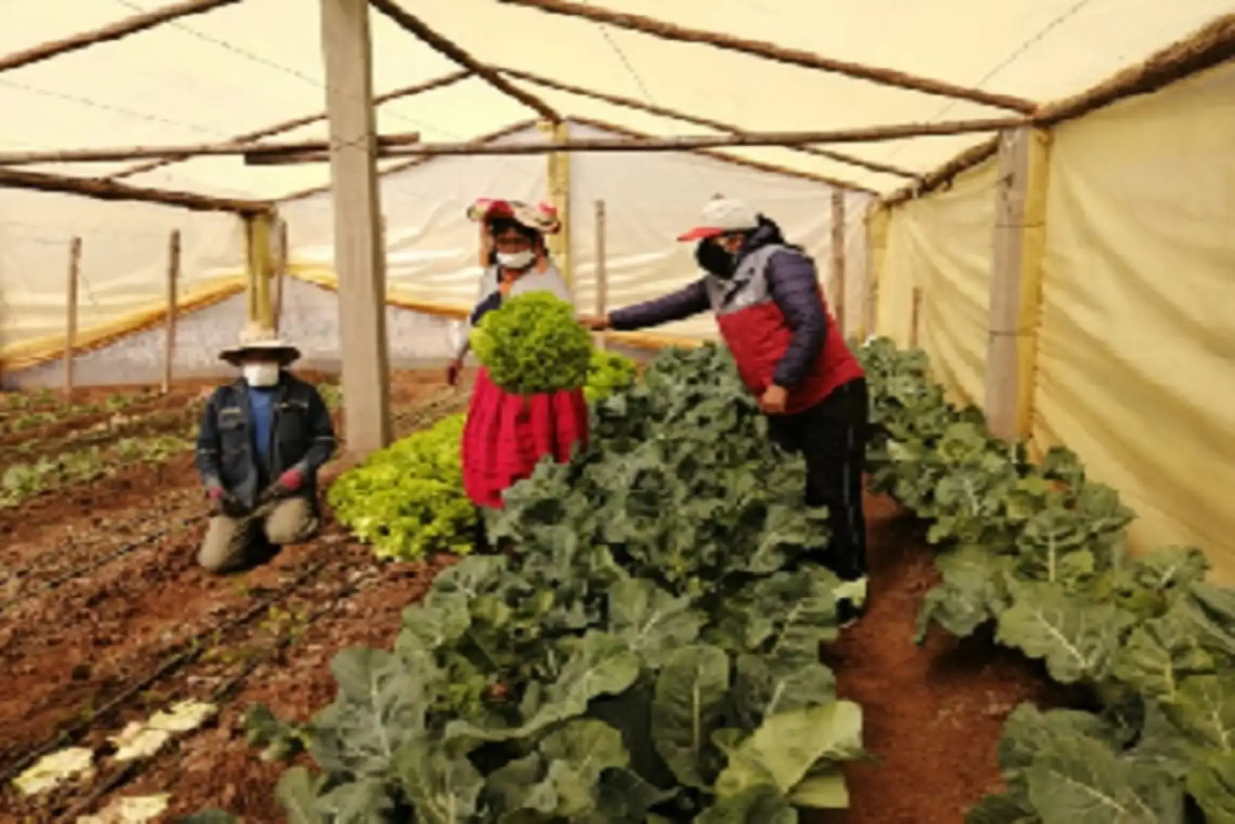 Las familias se organizan y trabajan en forma comunitaria, buscando el bien común y el progreso comunitario, como lo hacían las culturas ancestrales pre incas e inca.