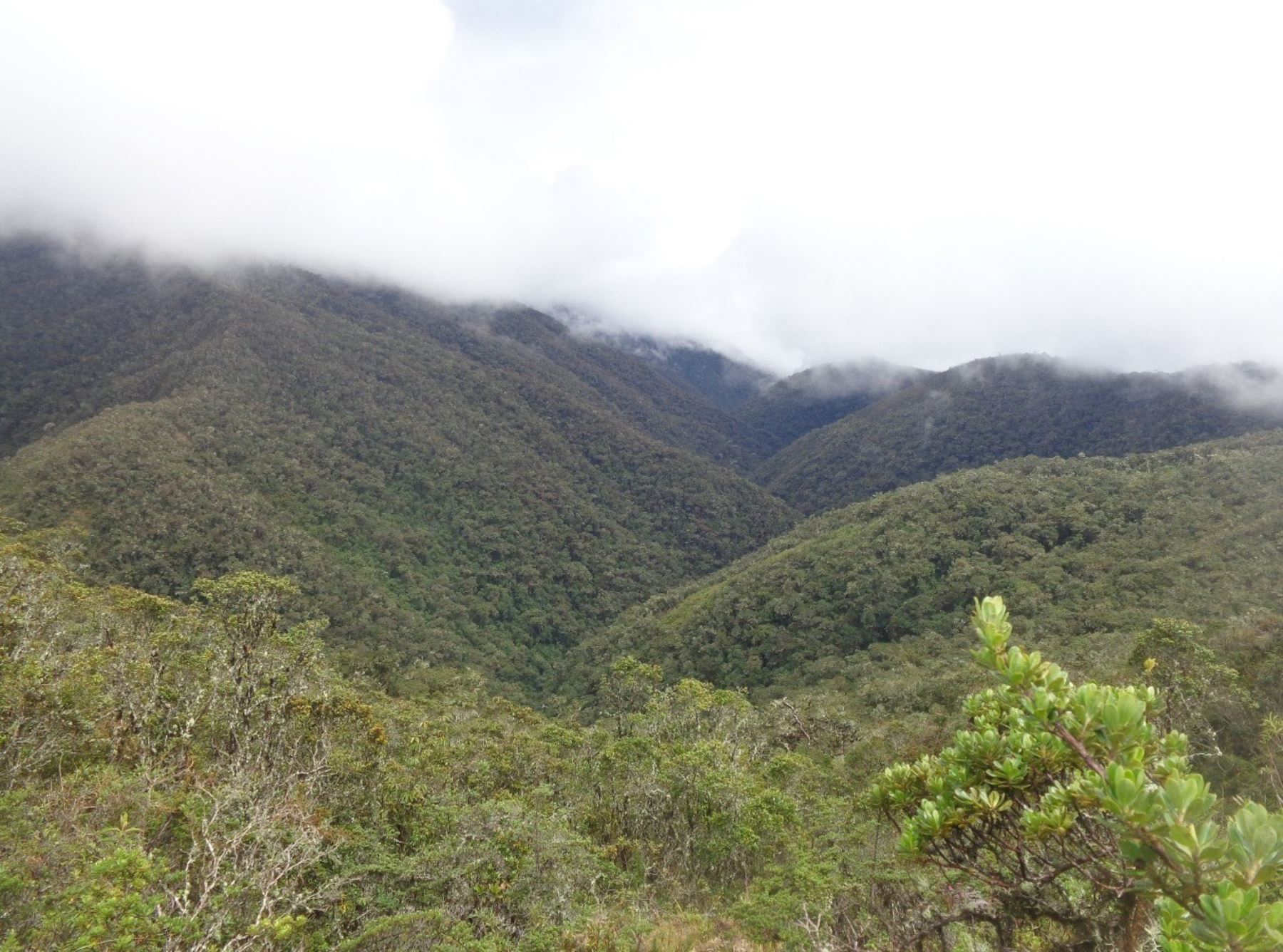 El Serfor y las autoridades regionales y locales identifican y establecen 18 ecosistemas naturales frágiles en Huánuco.