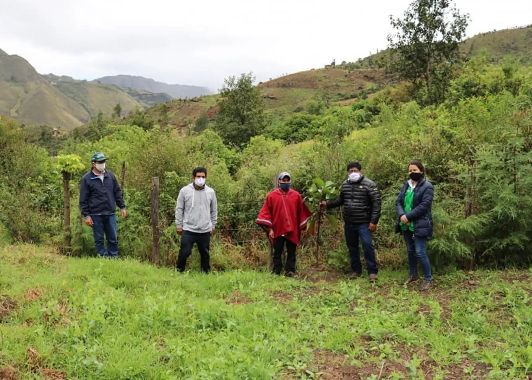 Investigación científica del INIA identifica cinco variedades del emblemático árbol de la quina en la sierra de Lambayeque. ANDINA/Difusión