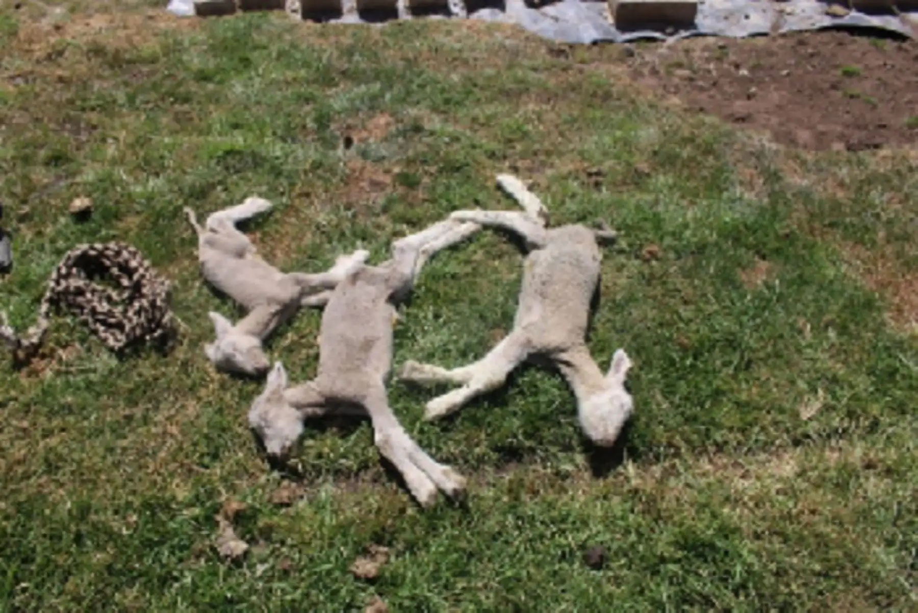 Los ganaderos afectados piden el apoyo inmediato de las autoridades para que se pueda frenar la mortandad de sus animales, a consecuencia de las bajas temperaturas. Foto: ANDINA/Difusión