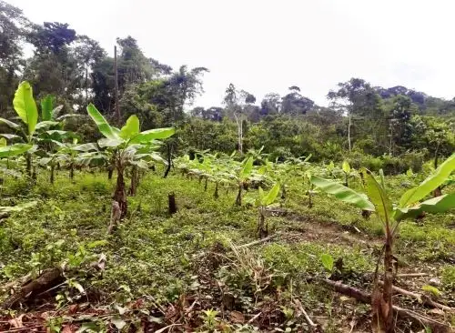 Especialistas de la Universidad Nacional San Antonio Abad del Cusco inician investigación para promover el plátano como cultivo alternativo en la zona de amortiguamiento del Parque Nacional del Manu, en Madre de Dios. ANDINA/Difusión