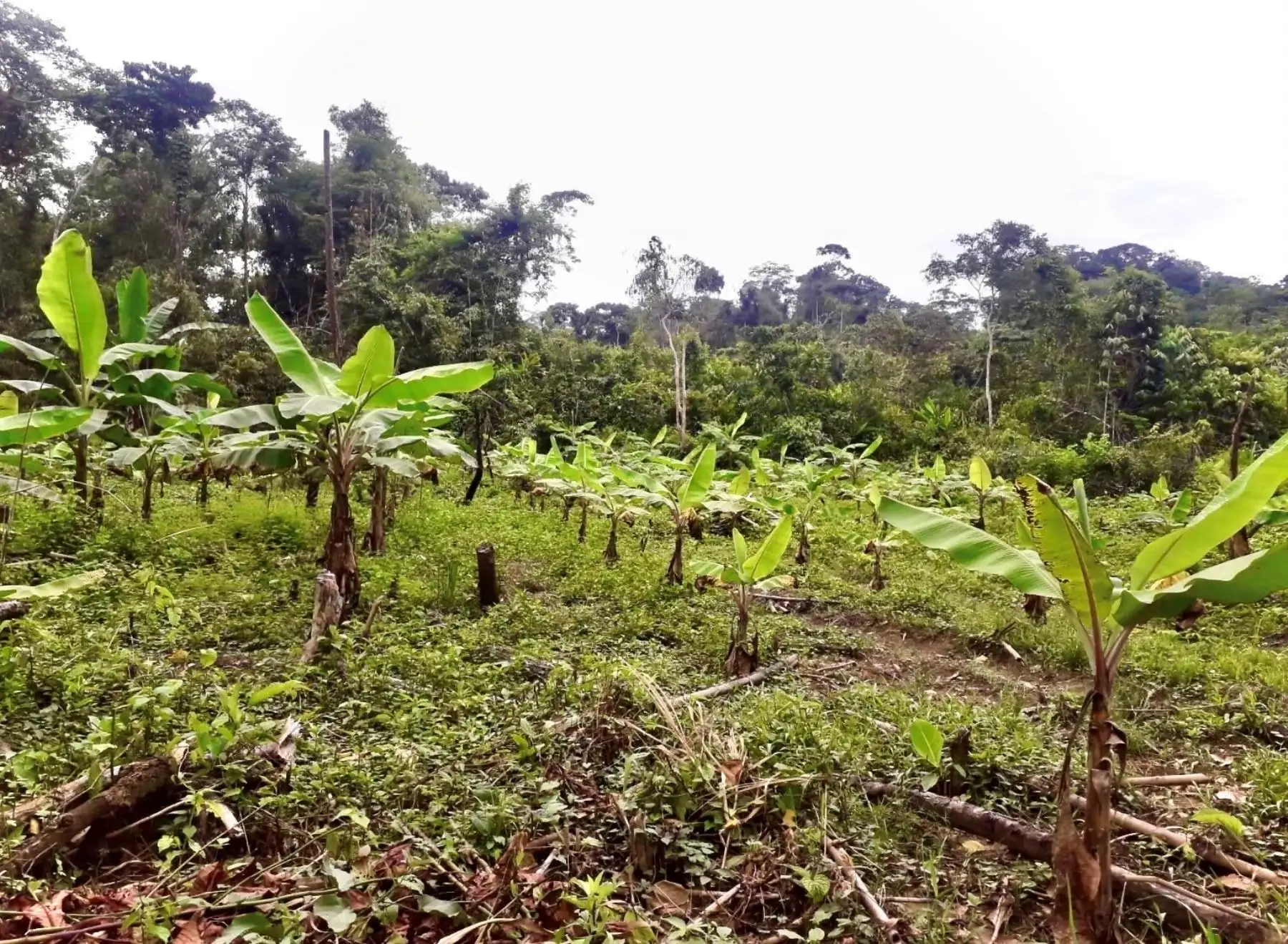 Especialistas de la Universidad Nacional San Antonio Abad del Cusco inician investigación para promover el plátano como cultivo alternativo en la zona de amortiguamiento del Parque Nacional del Manu, en Madre de Dios. ANDINA/Difusión