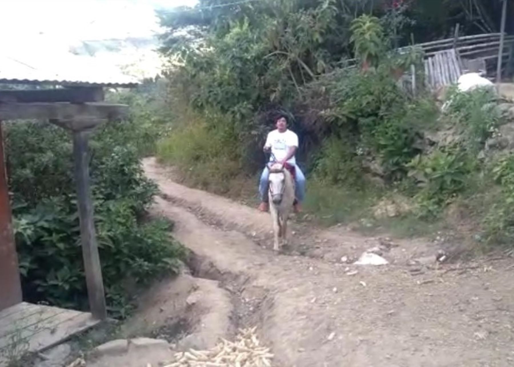Conoce a Milko Correa, el profesor piurano que viaja dos horas a caballo para dictar clases en las comunidades ubicadas en la provincia de Ayabaca, región Piura, cerca de la frontera con Ecuador. INTERNET/Medios