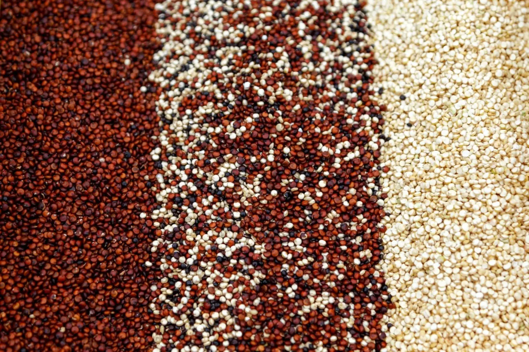 Investigadores de la Universidad Nacional San Cristóbal de Huamanga, en asociación con el Instituto Nacional de Innovación Agraria (INIA), estudian el mejoramiento genético de la quinua, superalimento y cultivo emblemático de Ayacucho, para combatir la anemia y la desnutrición, sobre todo en las zonas rurales. ANDINA/Difusión